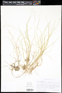 Carex trisperma image