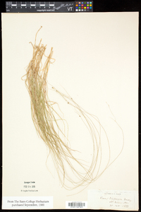 Carex trisperma image