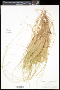 Carex trisperma image