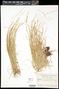 Carex trisperma image