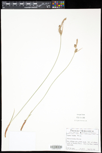 Carex vestita image