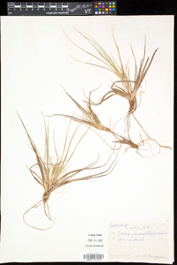 Carex umbellata image