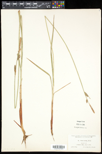 Carex vestita image