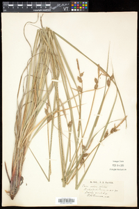 Carex vestita image