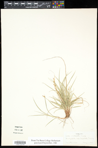 Carex umbellata image