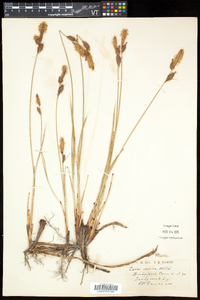 Carex vestita image