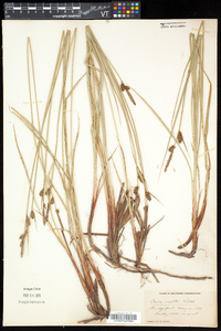 Carex vestita image