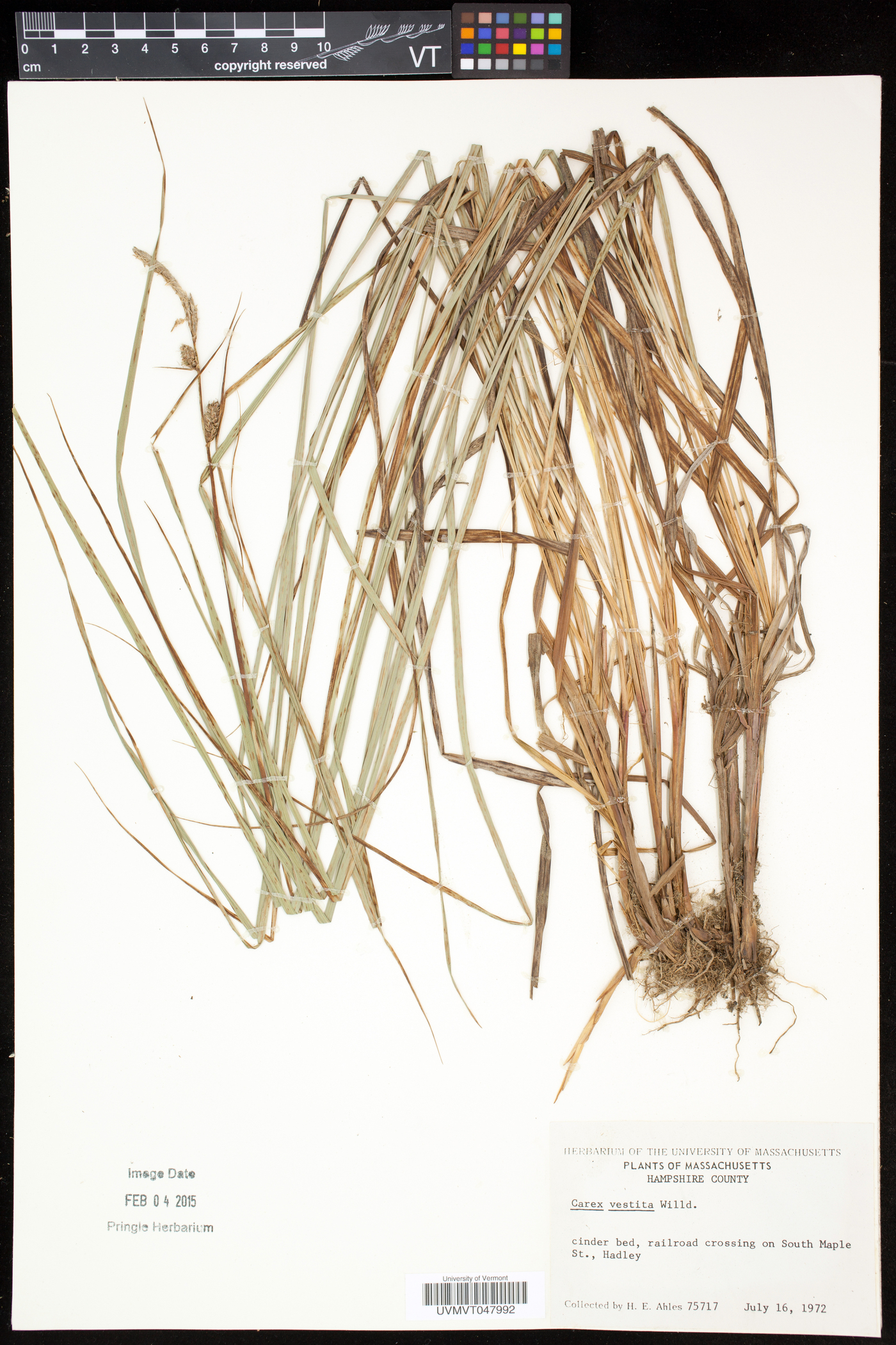 Carex vestita image