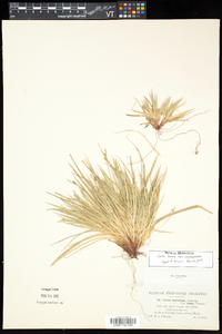 Carex tonsa var. rugosperma image