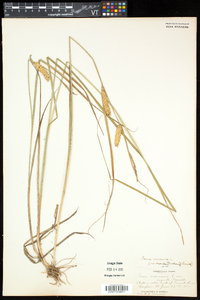 Carex vesicaria image