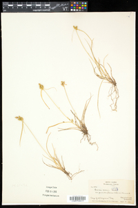 Carex oederi image