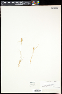 Carex viridula image