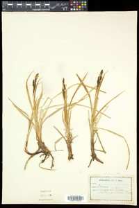 Carex bigelowii subsp. bigelowii image