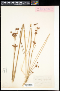 Cladium mariscoides image