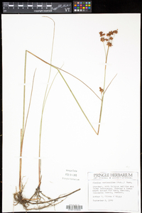 Cladium mariscoides image