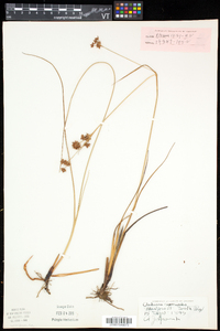 Cladium mariscoides image