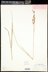 Cladium mariscoides image