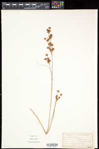 Cladium mariscoides image