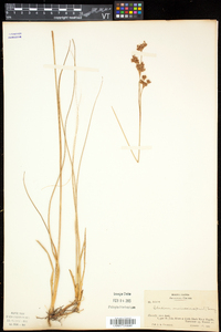 Cladium mariscoides image