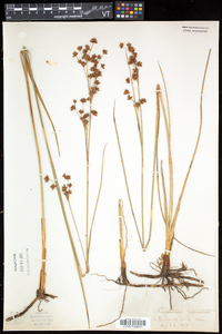 Cladium mariscoides image