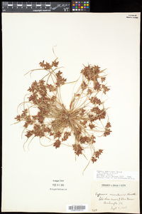 Cyperus bipartitus image