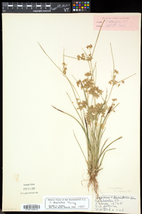 Cyperus dentatus image