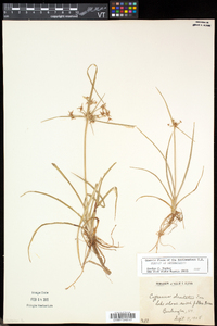 Cyperus dentatus image