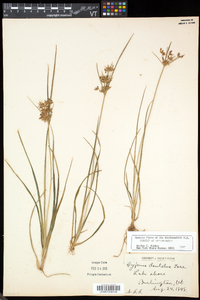 Cyperus dentatus image