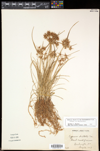 Cyperus dentatus image