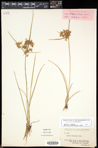 Cyperus dentatus image