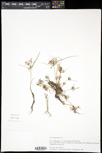 Cyperus diandrus image