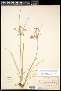 Cyperus dentatus image