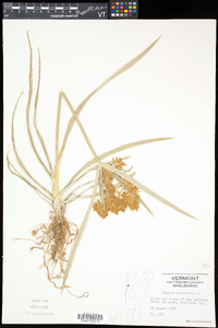 Cyperus esculentus var. leptostachyus image