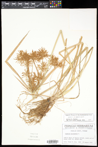 Cyperus esculentus var. leptostachyus image