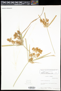 Cyperus esculentus var. leptostachyus image