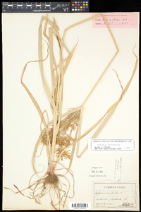 Cyperus esculentus var. leptostachyus image