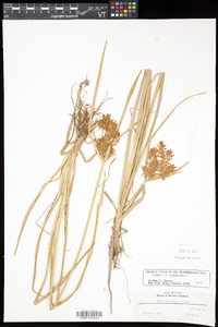 Cyperus esculentus var. leptostachyus image