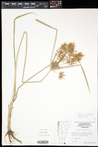 Cyperus esculentus var. leptostachyus image