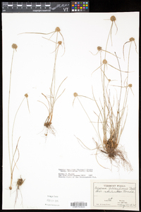 Cyperus lupulinus image