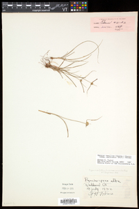 Cyperus lupulinus image