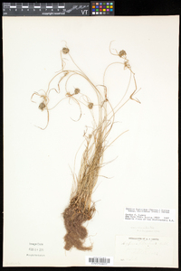 Cyperus lupulinus subsp. macilentus image