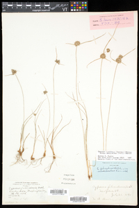 Cyperus lupulinus image