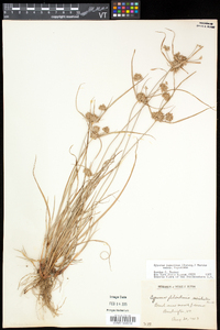 Cyperus lupulinus var. lupulinus image