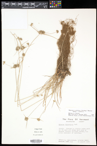 Cyperus lupulinus image