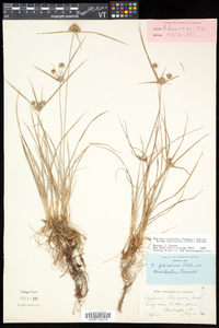 Cyperus lupulinus subsp. macilentus image