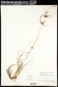 Cyperus lupulinus image