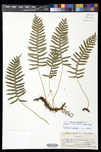 Polypodium appalachianum image