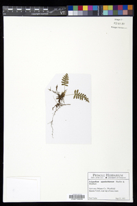 Polypodium appalachianum image