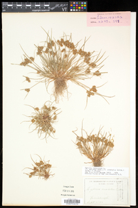 Cyperus squarrosus image