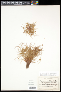 Cyperus squarrosus image